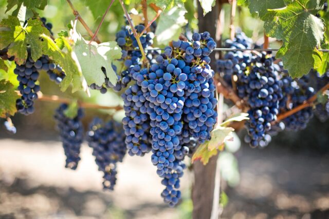 winery