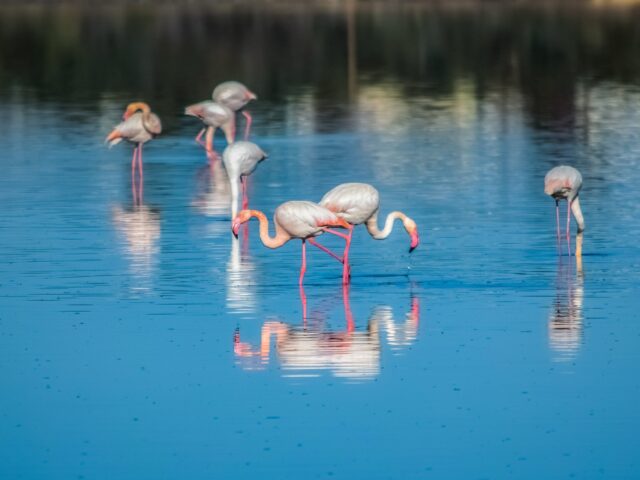Larnaca - Salt Lakes (1) conferences in Larnaca - Salt Lakes (1)